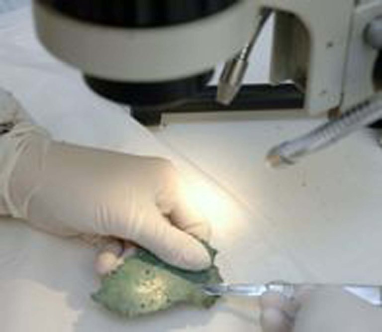 Pulitura al microscopio